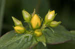 Mountain St. Johnswort